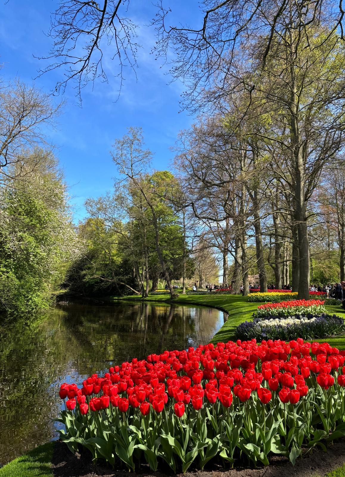 Perchè studiare in Olanda?